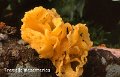 Tremella mesenterica-amf1834